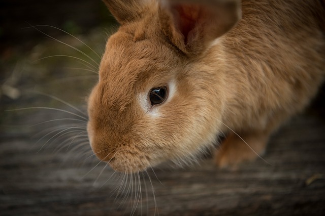 králík